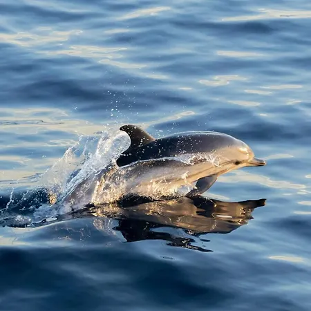 Maison Du Pecheur - Des Sablettes -st Mandrier Casa de Férias *