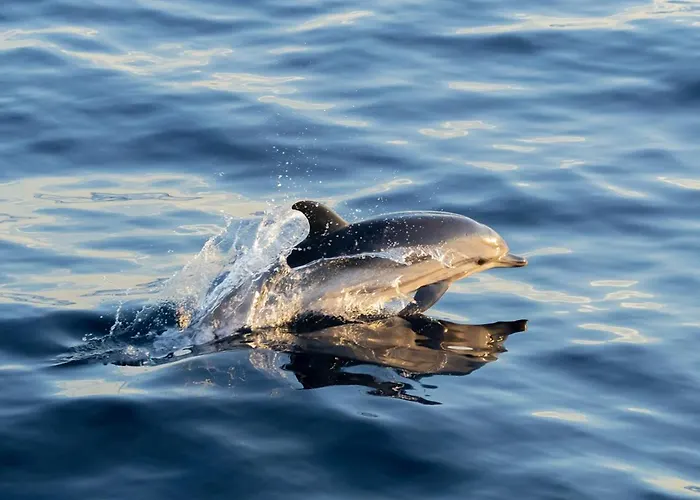 Des Sablettes -st Mandrier Maison Du Pecheur Dom wakacyjny *