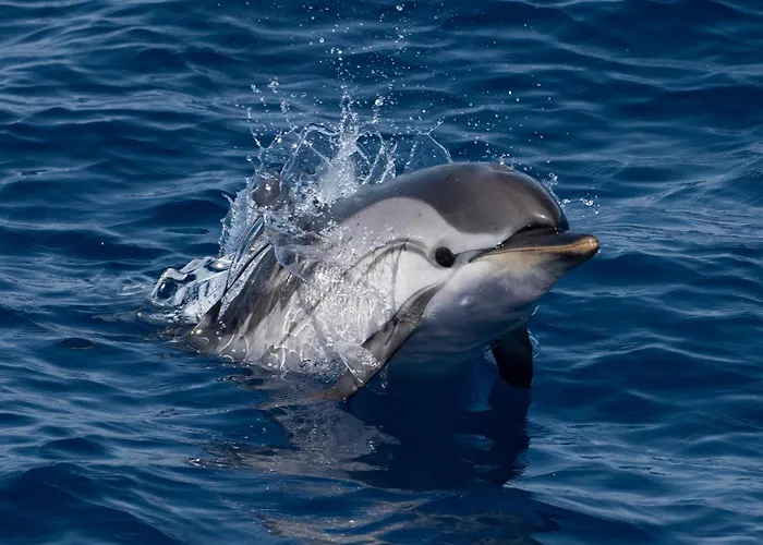 Des Sablettes -st Mandrier Maison Du Pecheur La Seyne-sur-Mer
