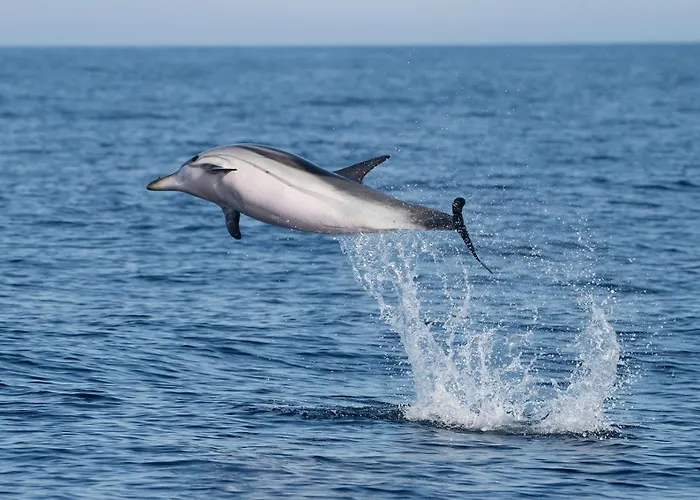 Dom wakacyjny Des Sablettes -st Mandrier Maison Du Pecheur