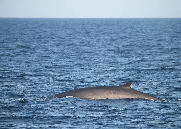 Des Sablettes -st Mandrier Maison Du Pecheur La Seyne-sur-Mer