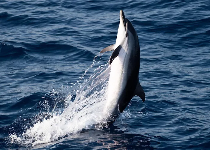 Dom wakacyjny Des Sablettes -st Mandrier Maison Du Pecheur
