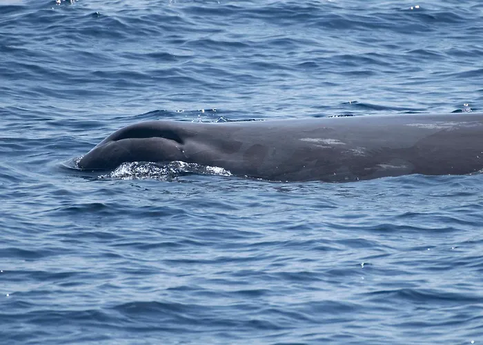 Des Sablettes -st Mandrier Maison Du Pecheur